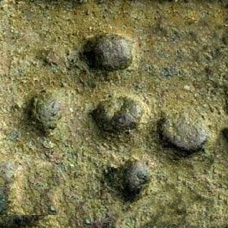 Quincunce